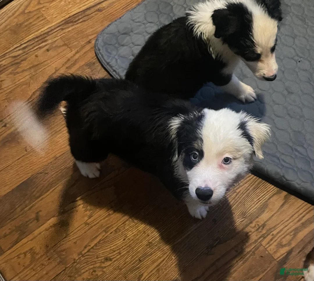 Mixed Breed dogs for sale: Petey  - Ad 1