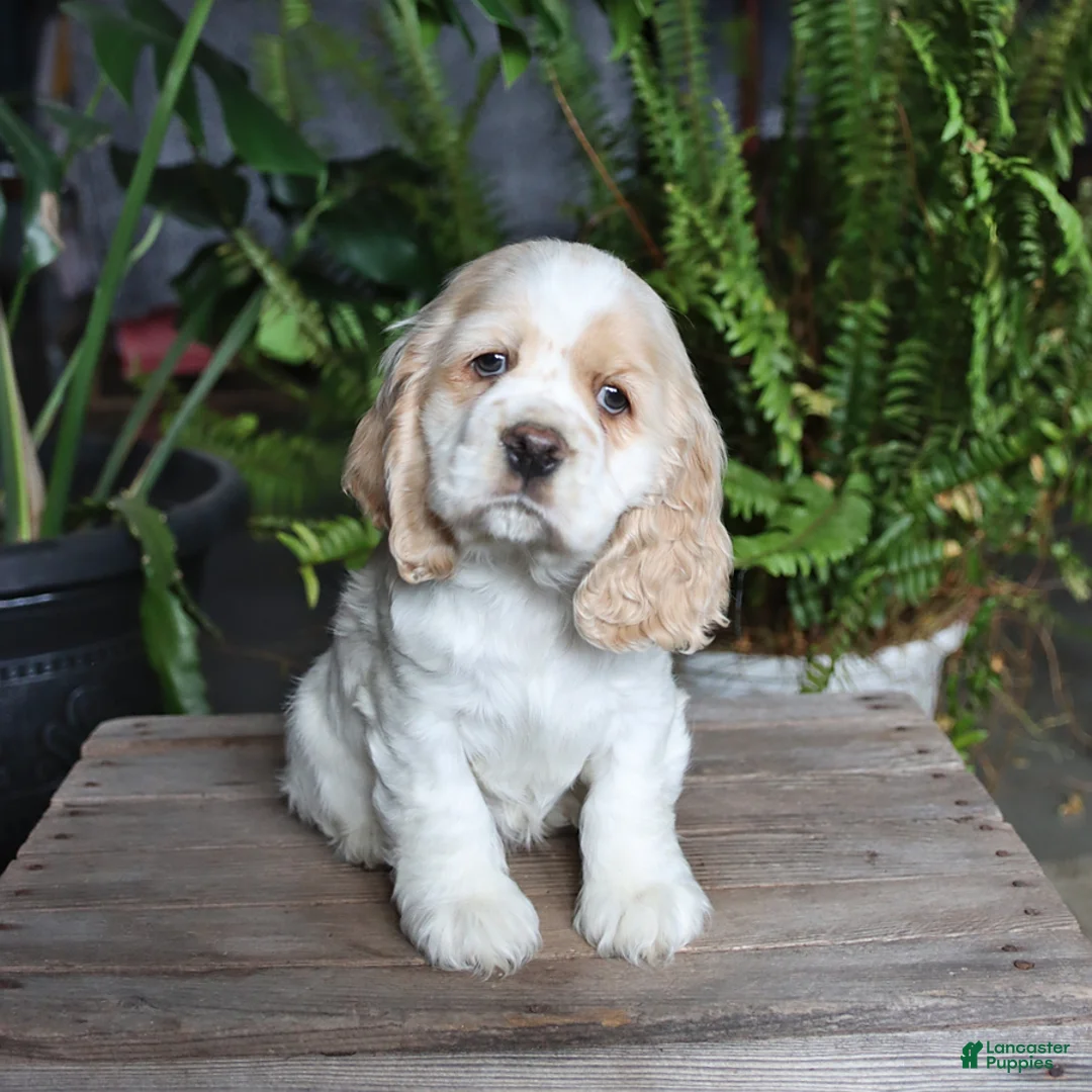 English Cocker Spaniel dogs for sale: Pickles - Ad 1