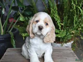 English Cocker Spaniel dogs for sale: Pickles - Ad 3