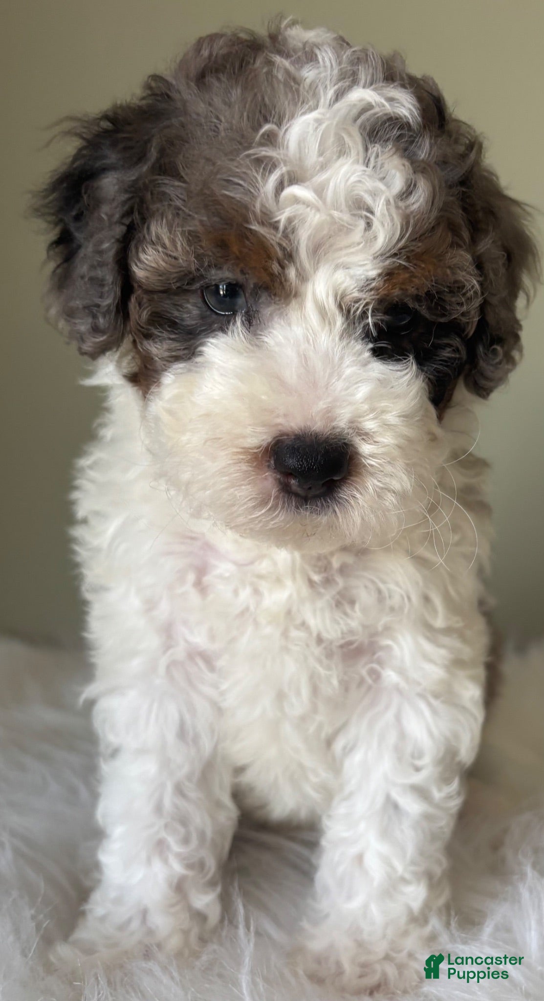 Mini Bernedoodle dogs Smoke - Ad 1