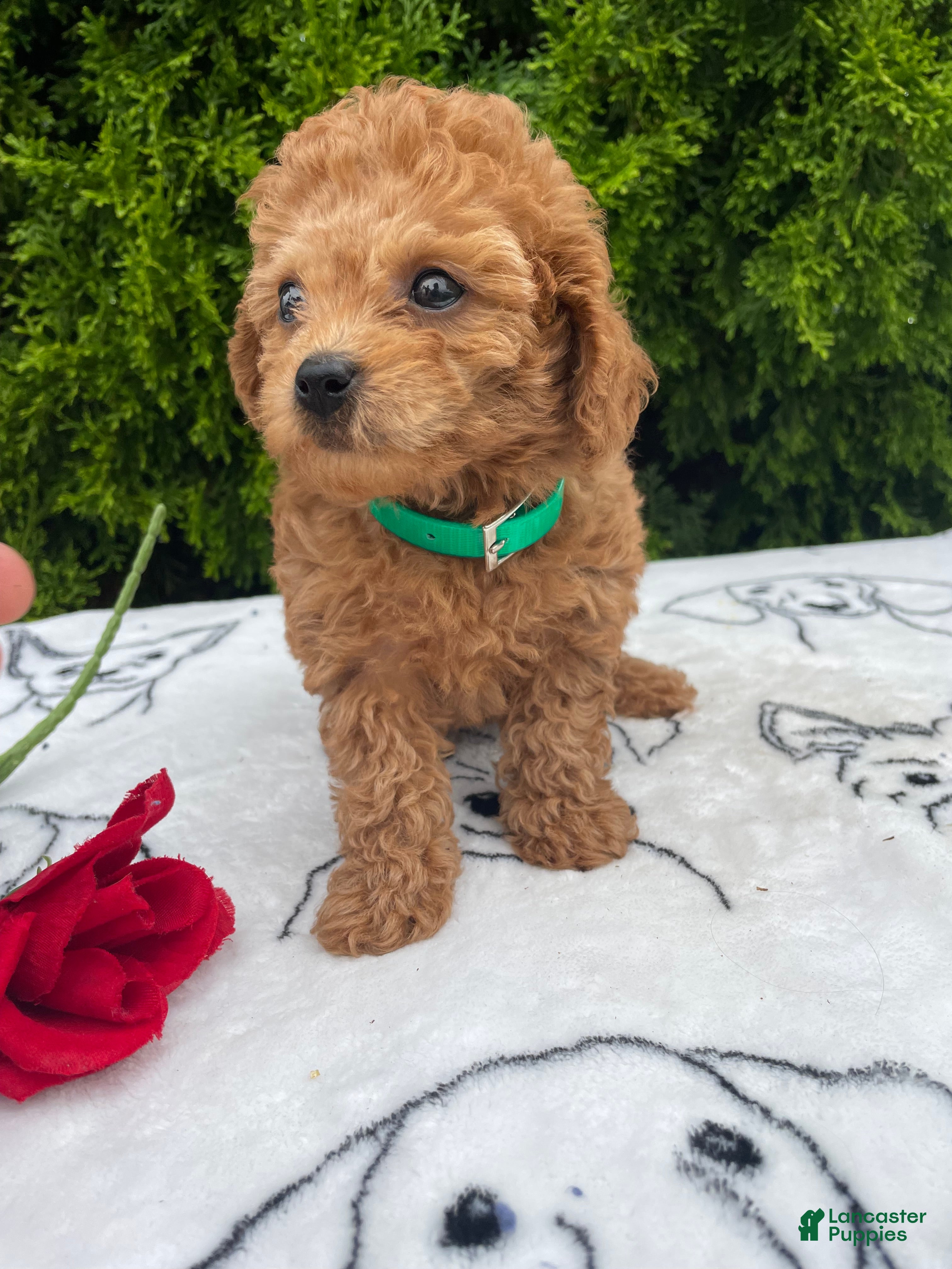 Toy Poodle dogs Coral - Ad 2