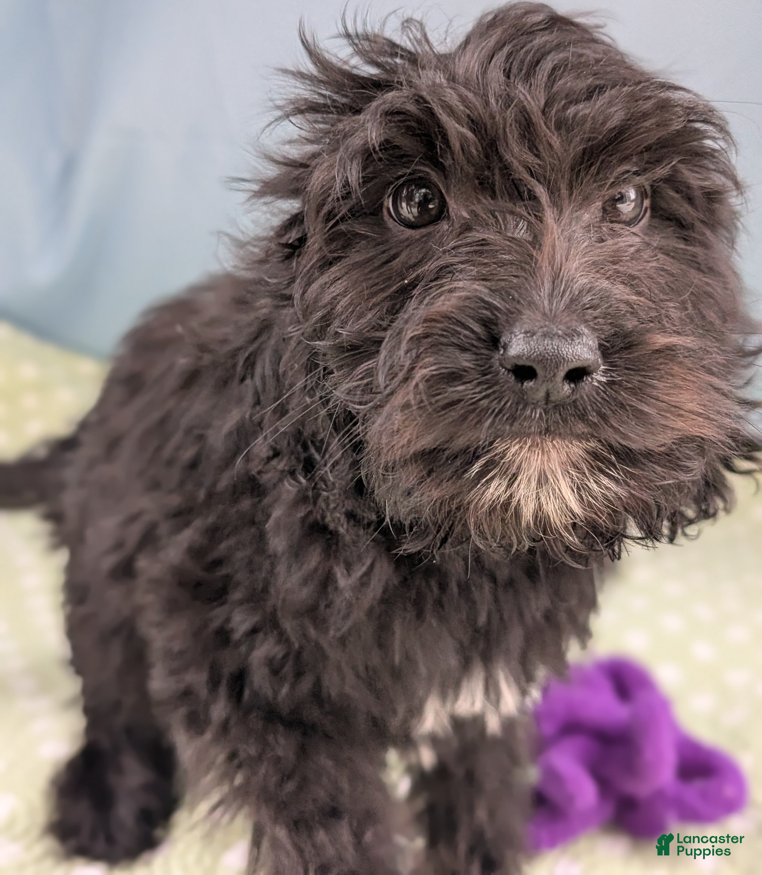 Mixed Breed dogs Noche (Night) - Ad 2