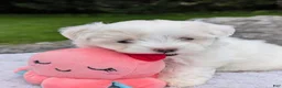 Maltese dogs for sale: Nick - Ad 21