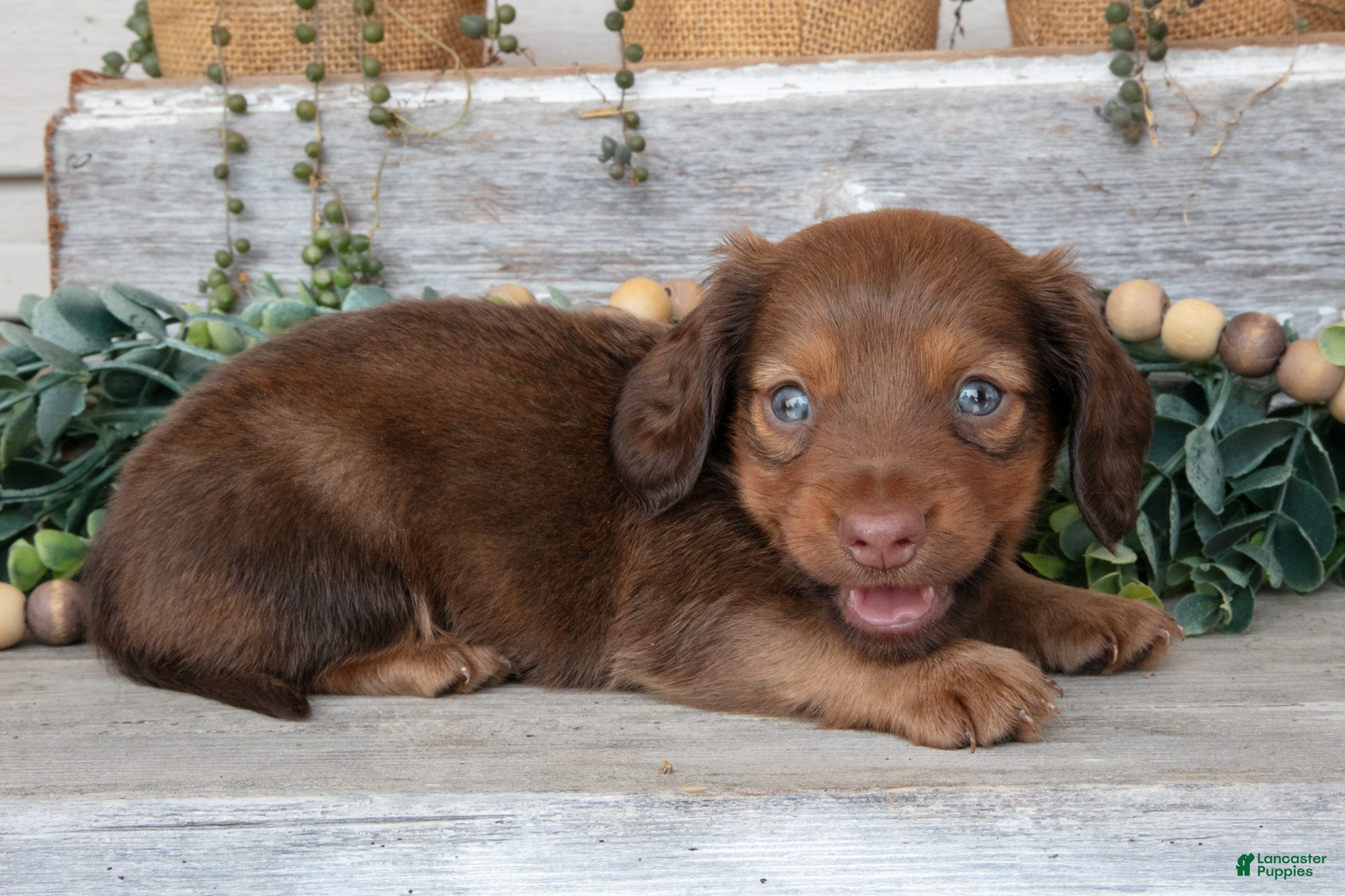 Miniature Dachshund dogs Tucker - Ad 2