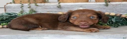 Miniature Dachshund dogs for sale: Tucker - Ad 2