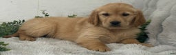 Golden Retriever dogs for sale: Merry - Ad 2
