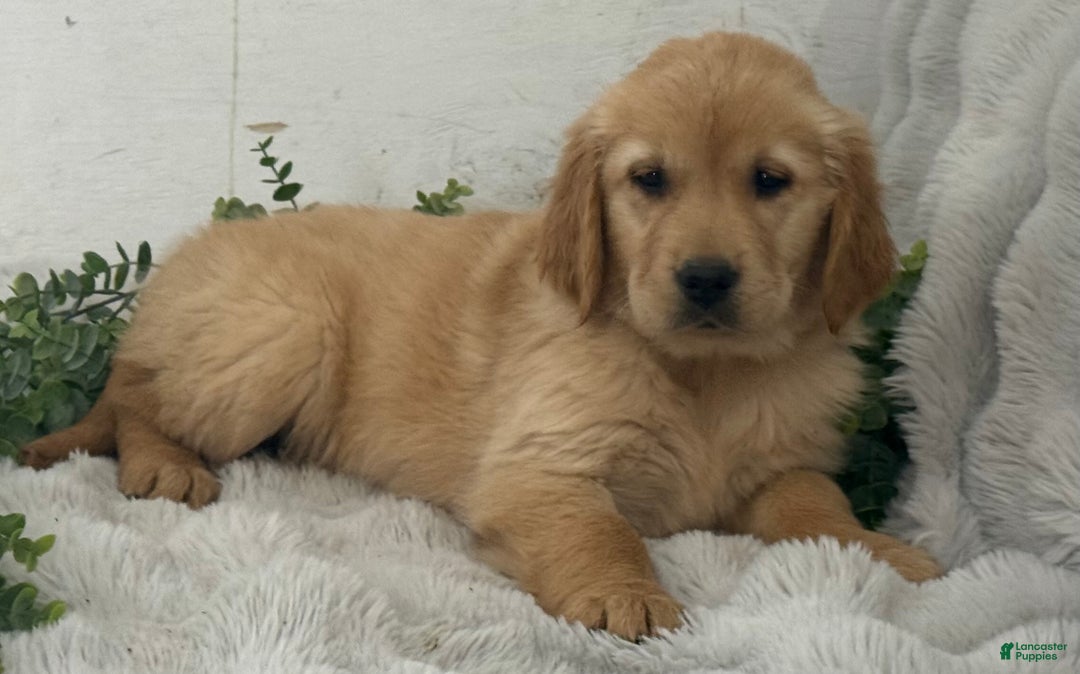Golden Retriever dogs for sale: Merry - Ad 2