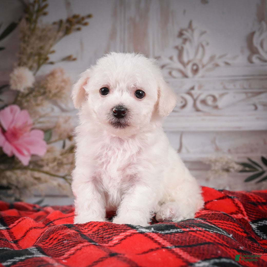 Bichon Frise dogs AKC-Misty - Ad 2