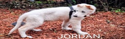 German Shepherd dogs for sale: JORDAN  - Ad 2