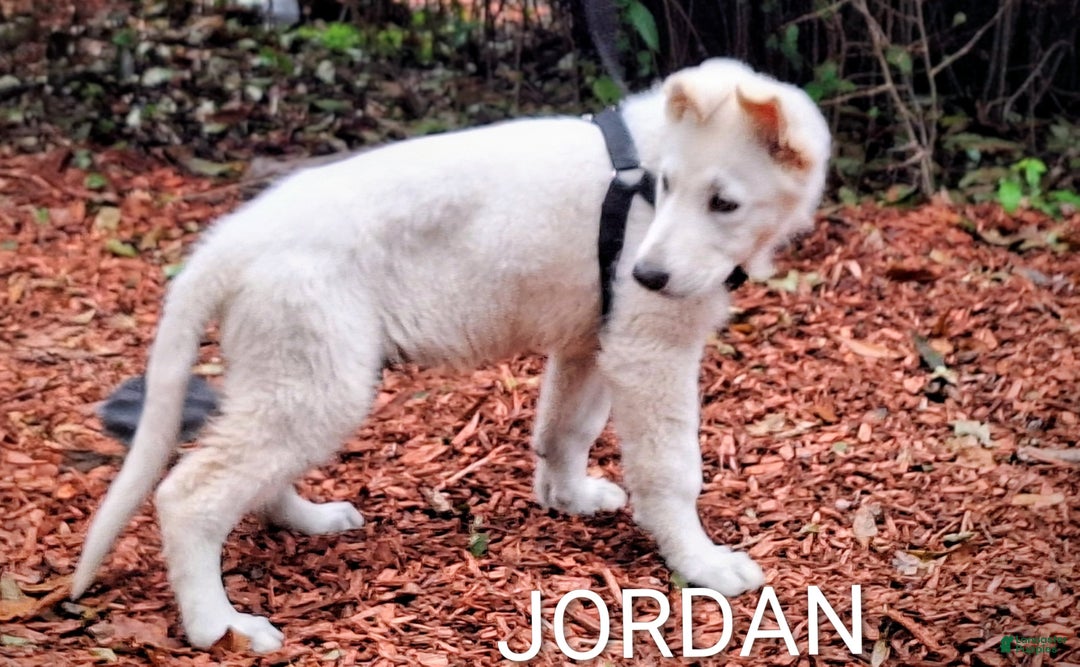 German Shepherd dogs for sale: JORDAN  - Ad 2
