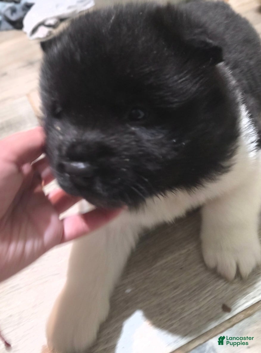 Akita dogs Franky - Ad 19