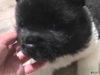 Akita dogs Franky - Ad 29