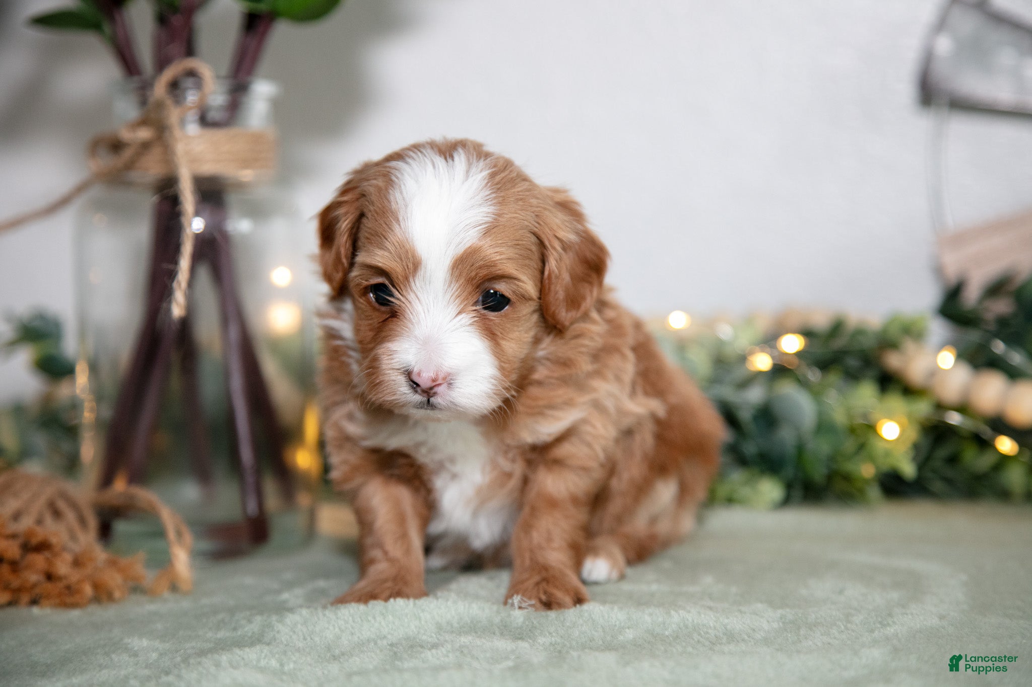 Maltipoo dogs Jonah - Ad 2