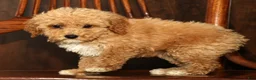 Miniature Poodle dogs for sale: Lizzy - Ad 8