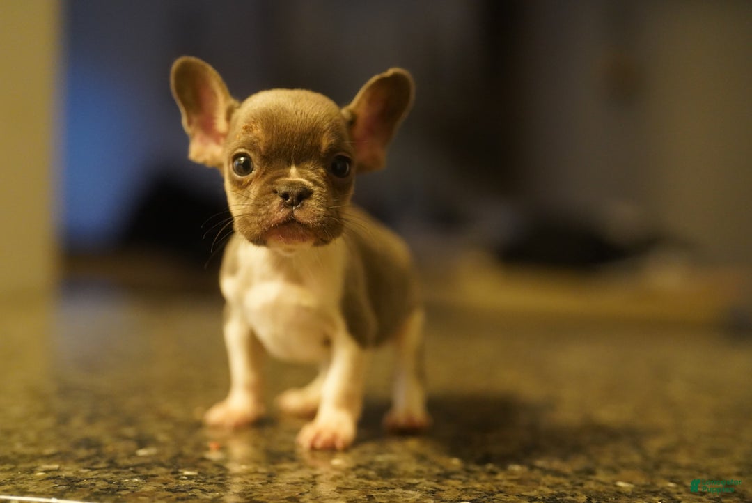 French Bulldog dogs for sale: French Bulldog Puppy  - Ad 1