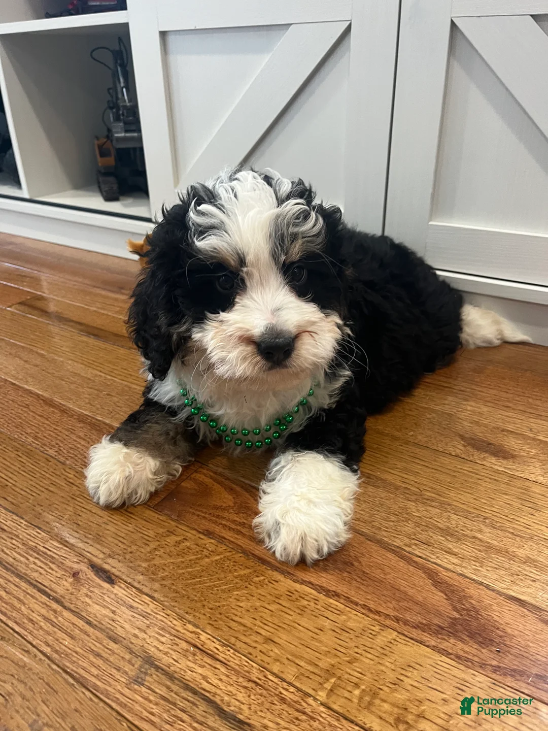 Mini Bernedoodle dogs for sale: Bourbon - Ad 2