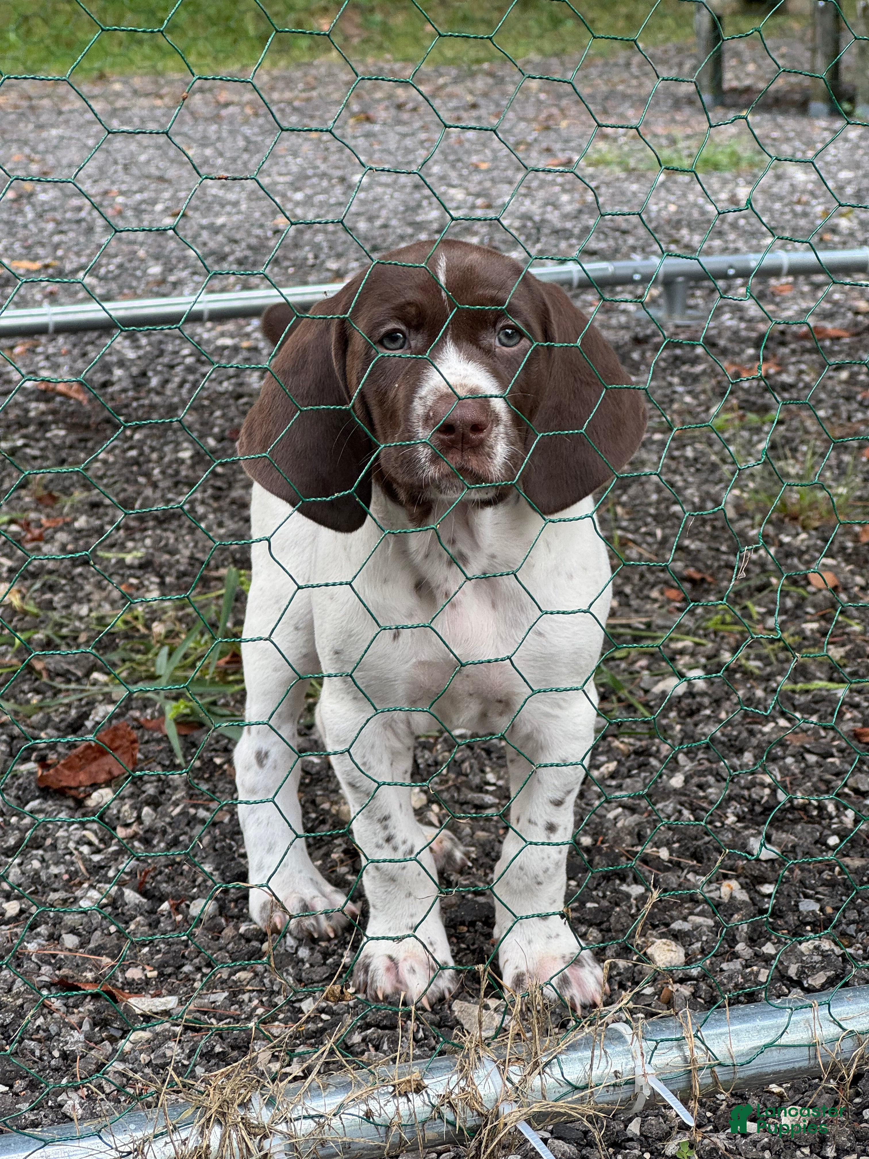 German Shorthaired Pointer dogs Julie - Ad 1
