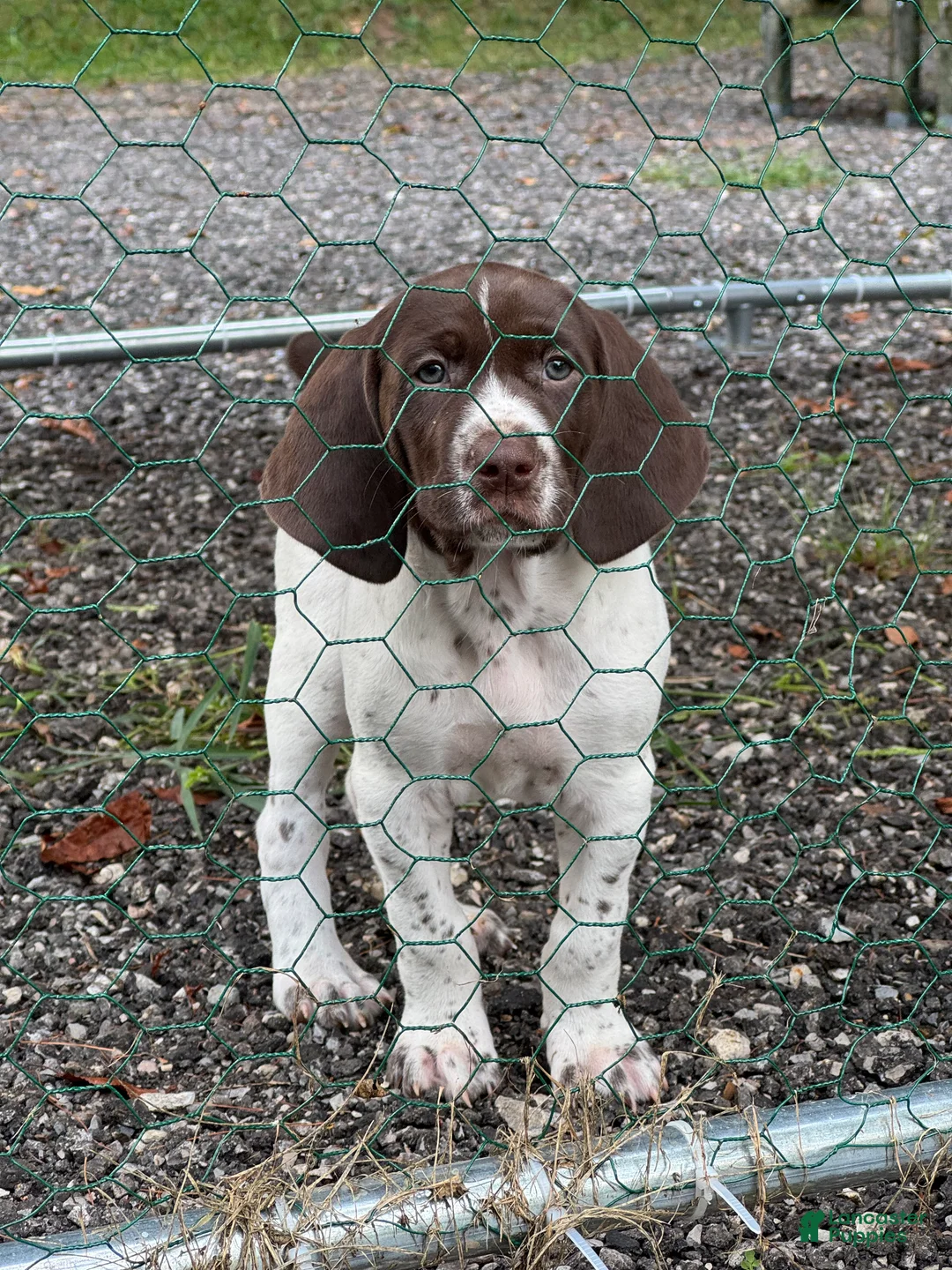 German Shorthaired Pointer dogs for sale: Julie - Ad 1