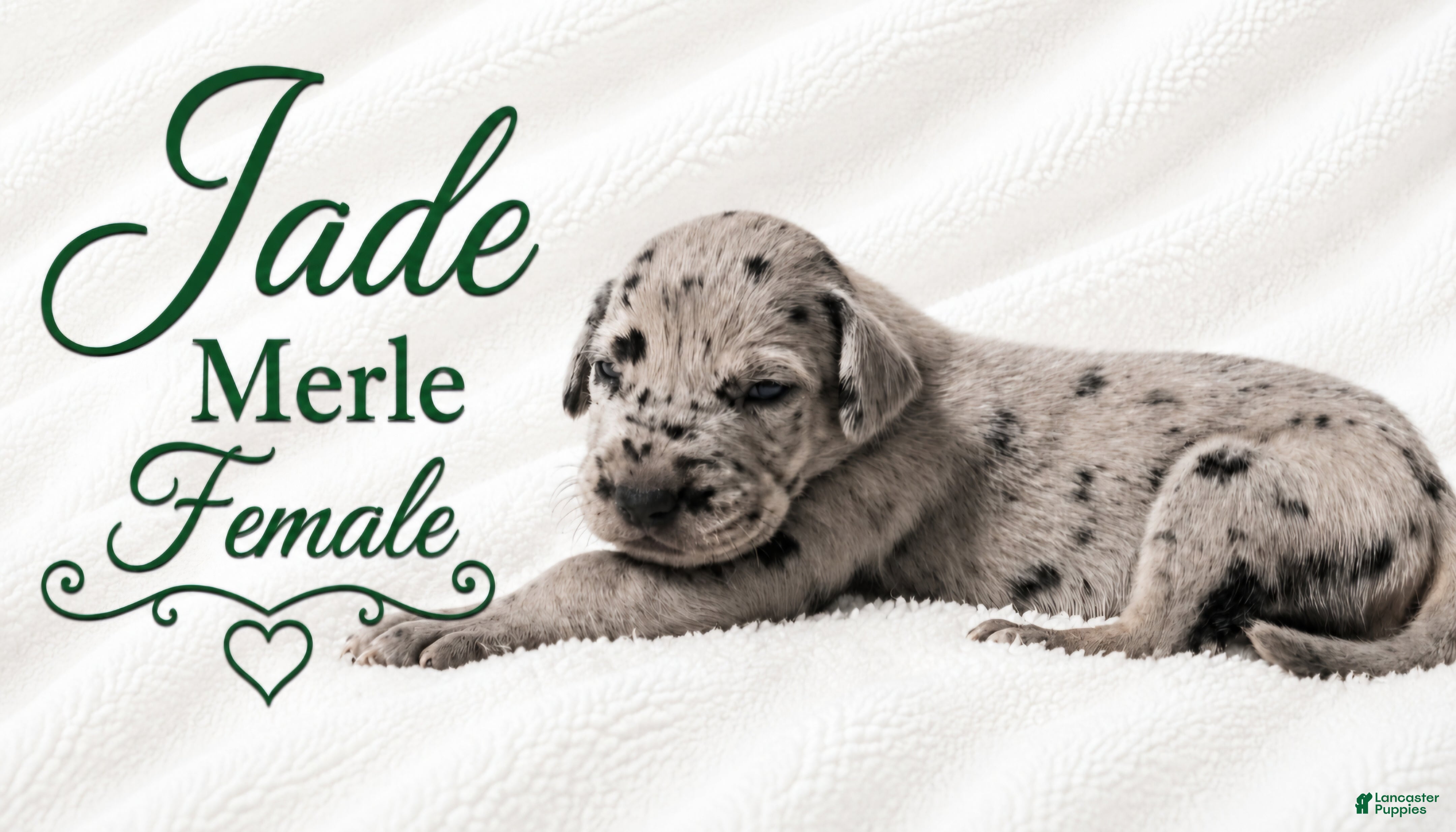 Great Dane dogs Jade - Ad 42