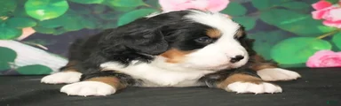 Bernese Mountain Dog Puppy 3