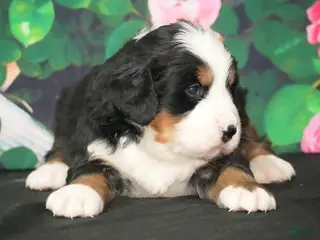 Bernese Mountain Dog dogs Bernese Mountain Dog Puppy 3 - Ad 22