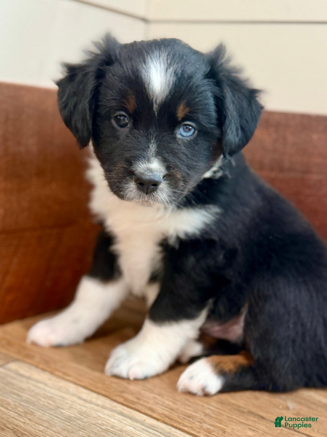 Miniature Australian Shepherd dogs for sale: Beast - Ad 1