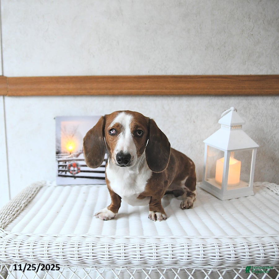 Miniature Dachshund dogs Connie SPECIAL NEEDS - Ad 39