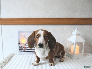 Miniature Dachshund dogs Connie SPECIAL NEEDS - Ad 14