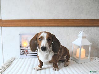 Miniature Dachshund dogs Connie SPECIAL NEEDS - Ad 20