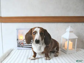 Miniature Dachshund dogs Connie SPECIAL NEEDS - Ad 36