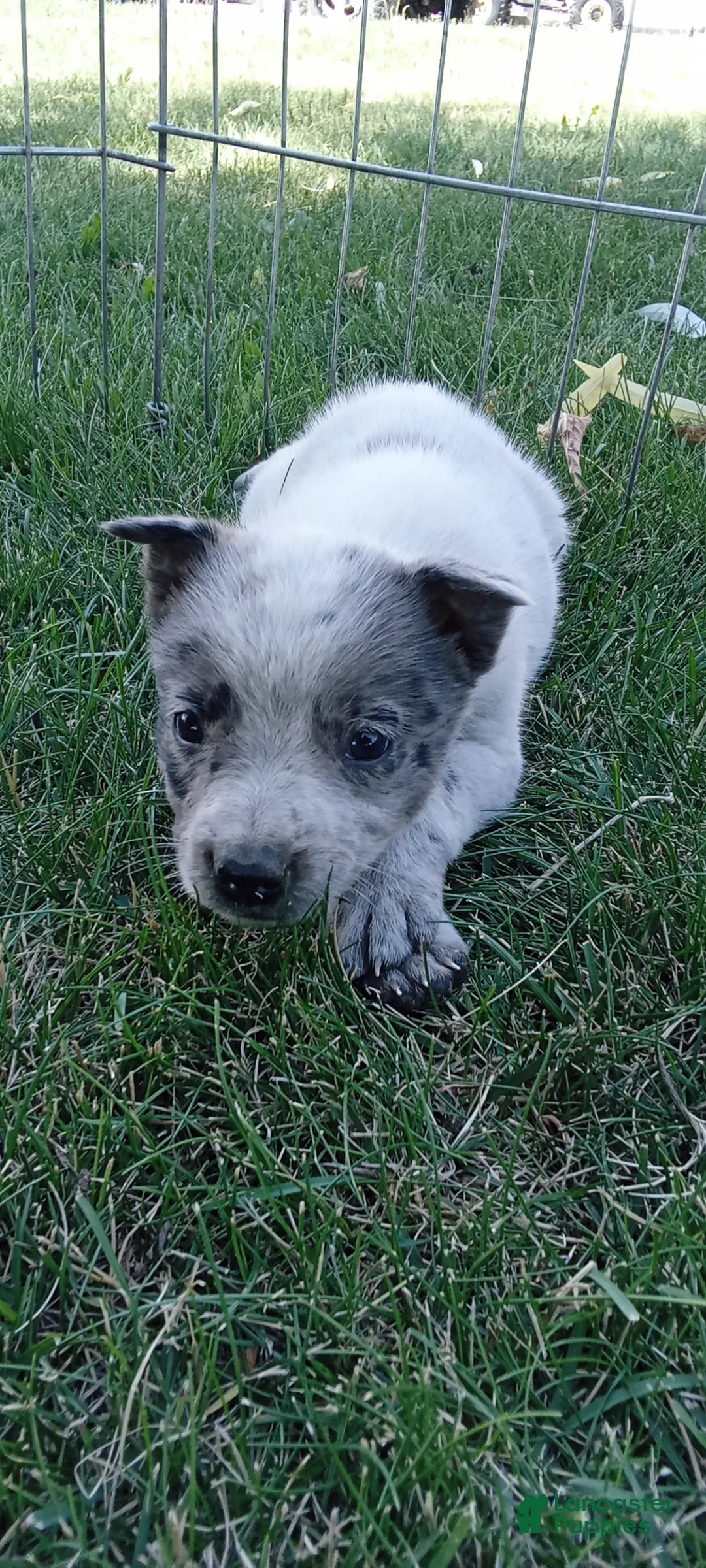 Australian Cattle Dog dogs for sale: Australian Cattle Dog 2 - Ad 2