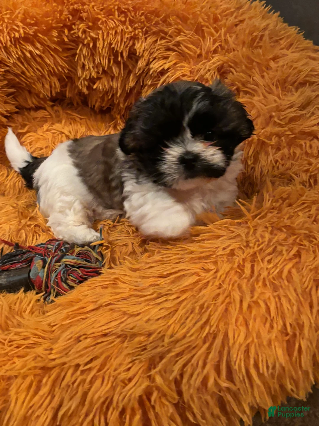 Shih Tzu dogs for sale: Layla - Ad 2