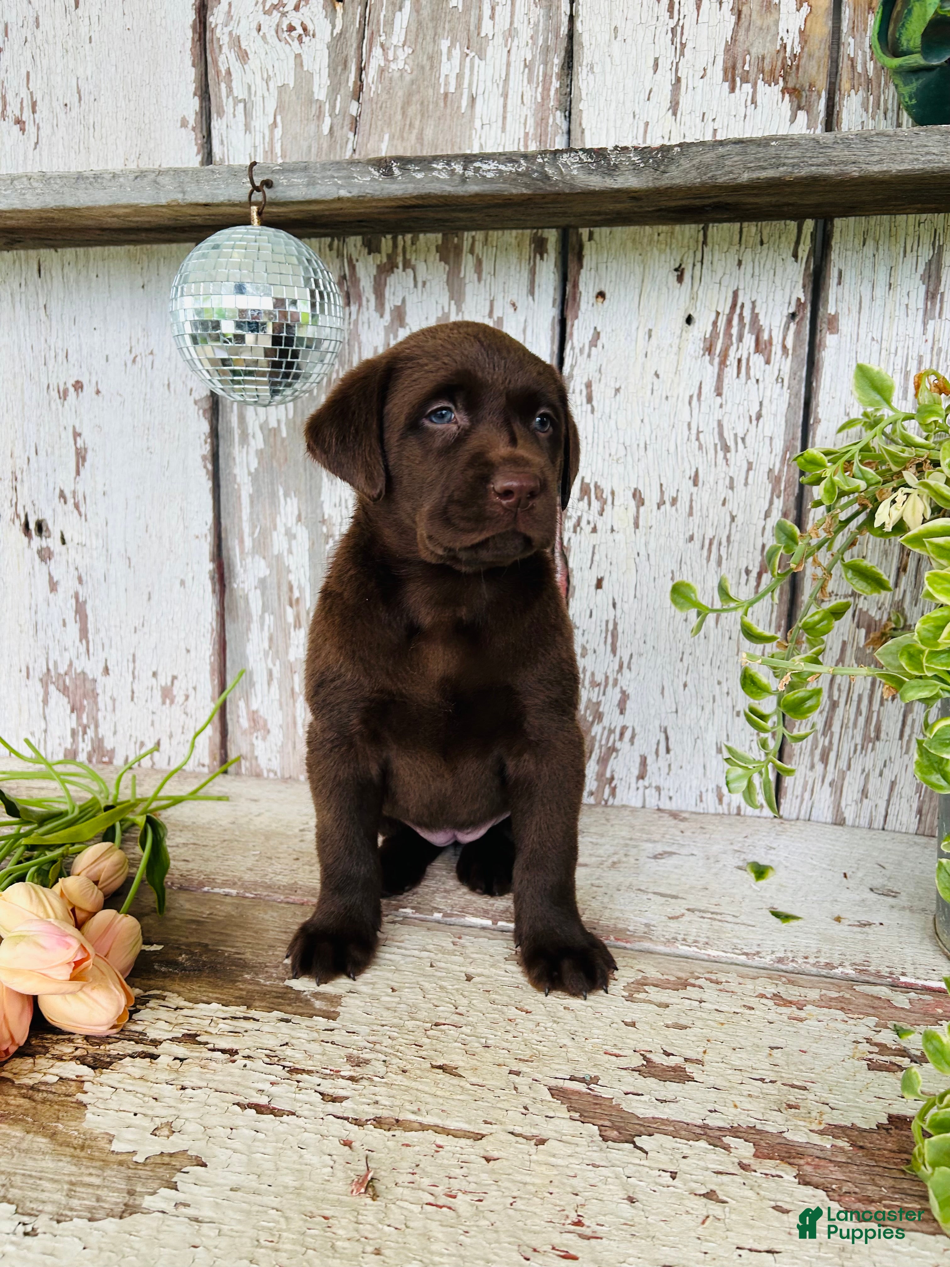 Labrador Retriever dogs Trixie - Ad 1