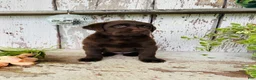 Labrador Retriever dogs for sale: Trixie - Ad 5
