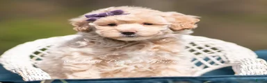 Lulu