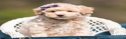 Maltipoo dogs for sale: Lulu - Ad 1