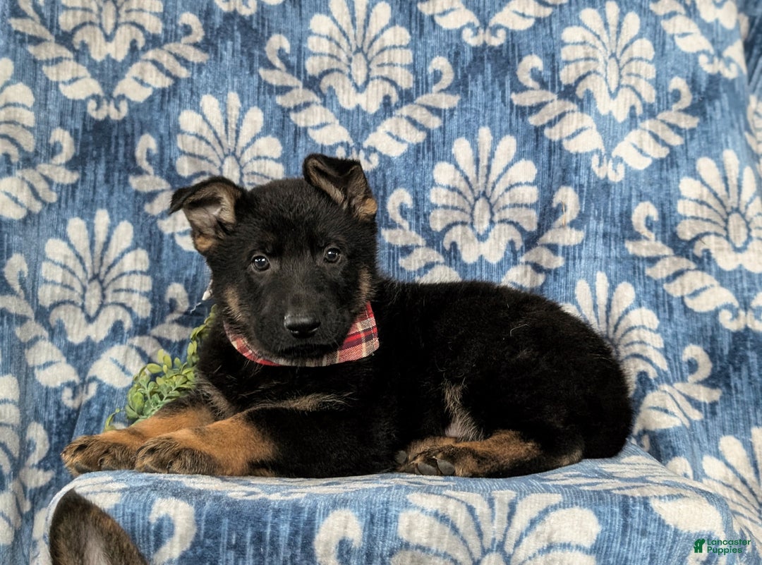 German Shepherd dogs for sale: Cassidy - Ad 6