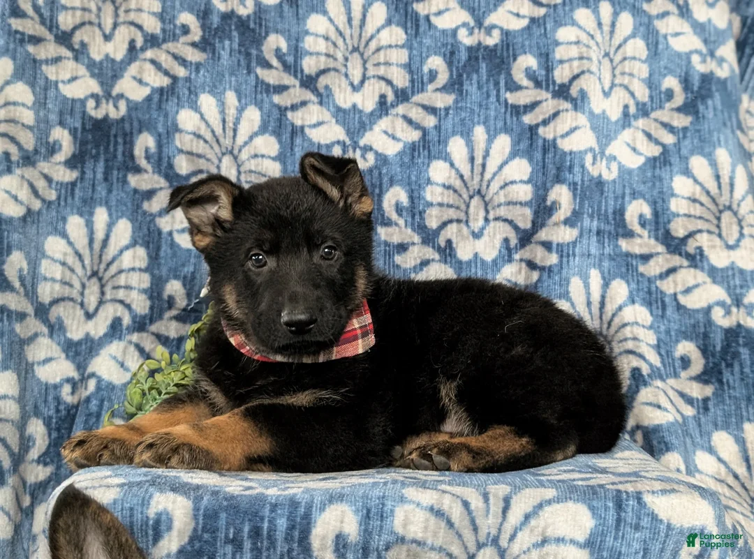 German Shepherd dogs for sale: Cassidy - Ad 6