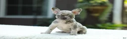 French Bulldog dogs for sale: Joy - Ad 14