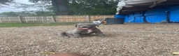 American Bully dogs for sale: American Bully 1 - Ad 1