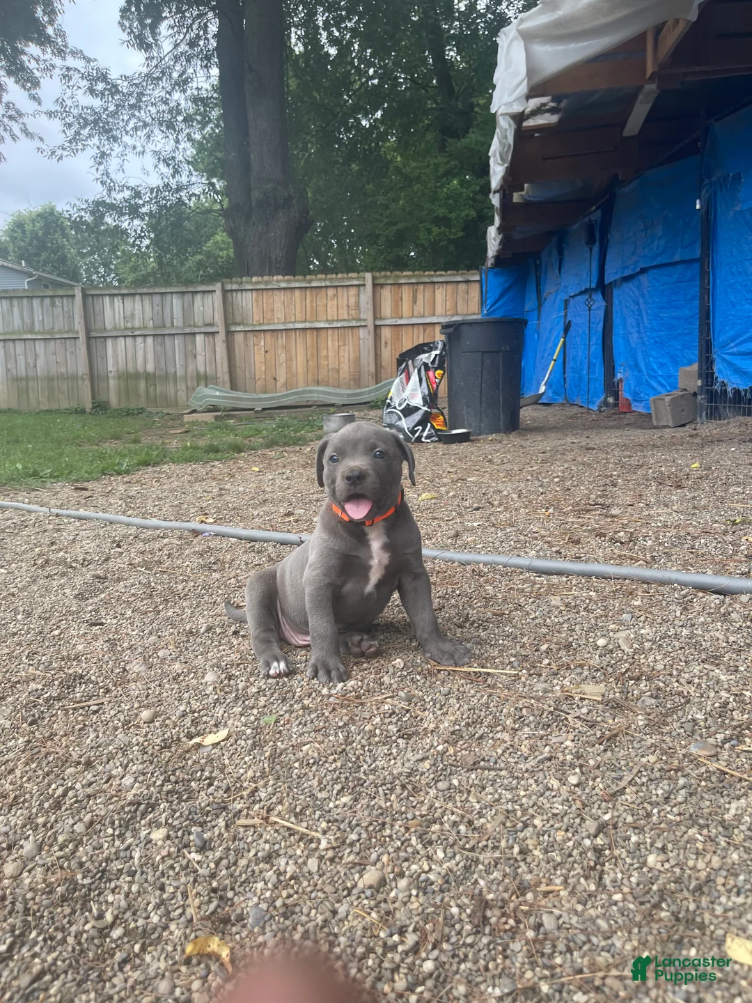 American Bully dogs for sale: American Bully 1 - Ad 1