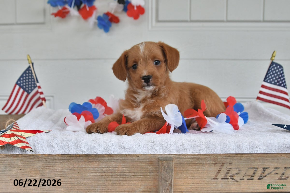 Mixed Breed dogs Scout - Ad 1