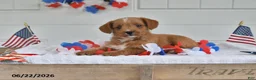 Toy Poodle dogs for sale: Scout - Ad 1
