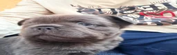 French Bulldog dogs for sale: French Bulldog 1 - Ad 5