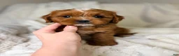 Cavapoo dogs for sale: Cosmo - Ad 10