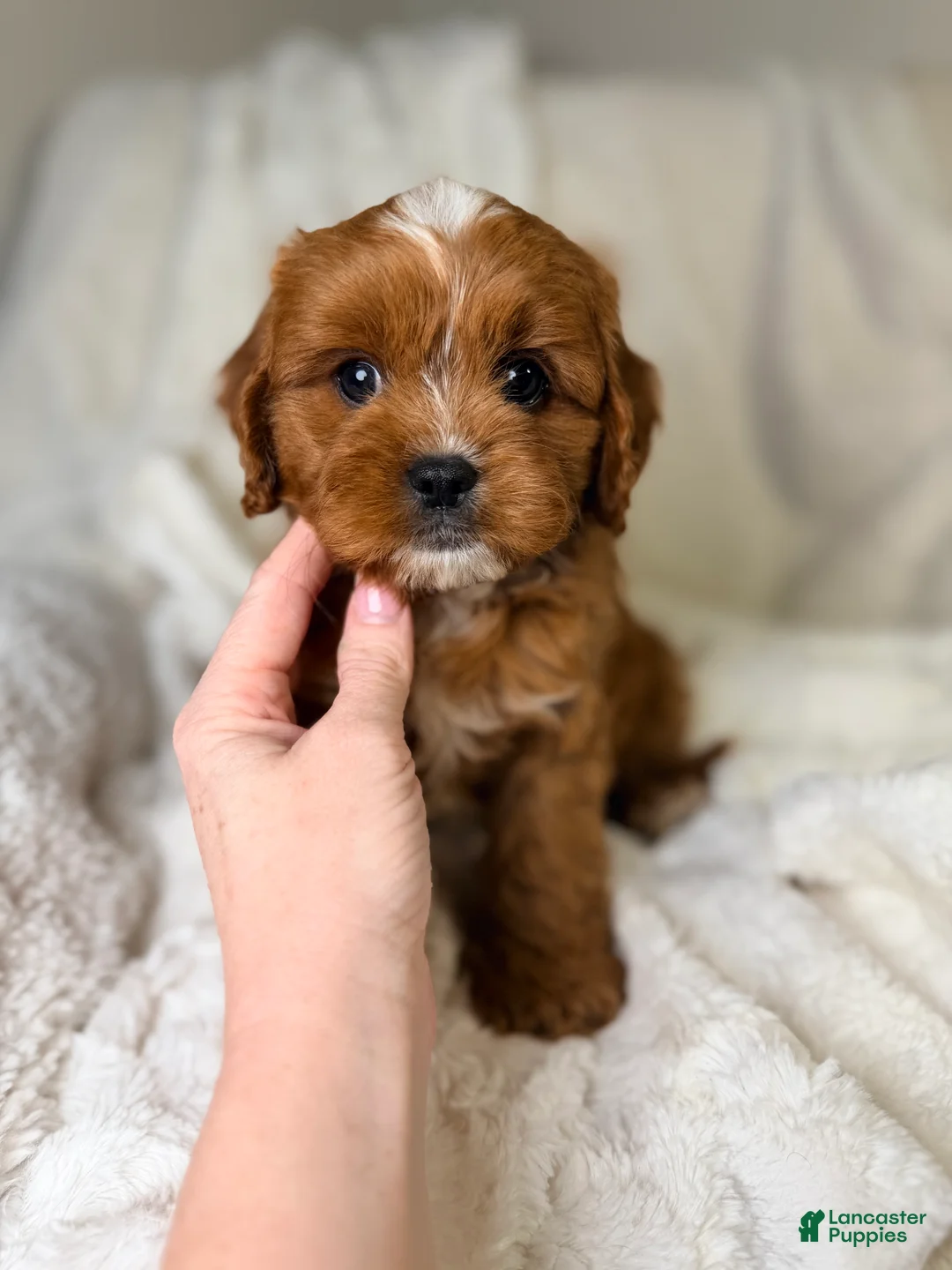 Cavapoo dogs for sale: Cosmo - Ad 10