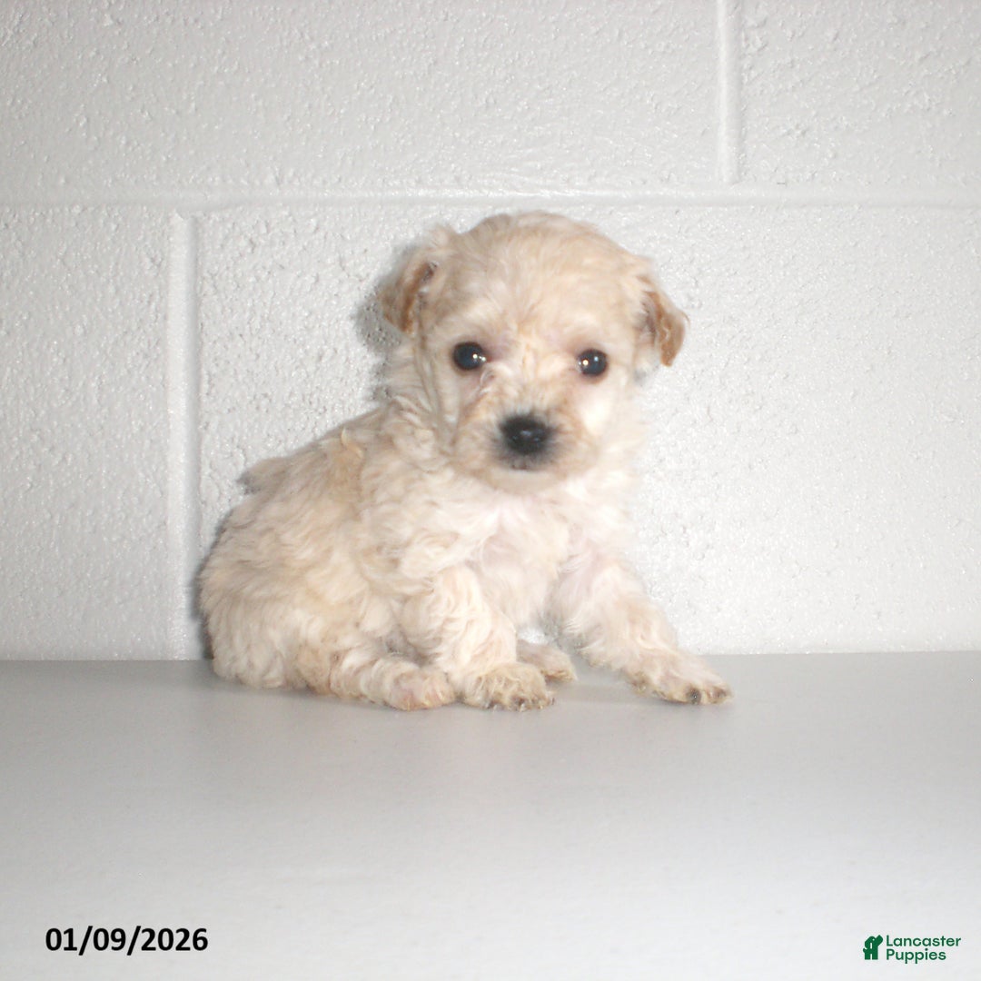 Yorkiepoo dogs for sale: Kelly - Ad 13