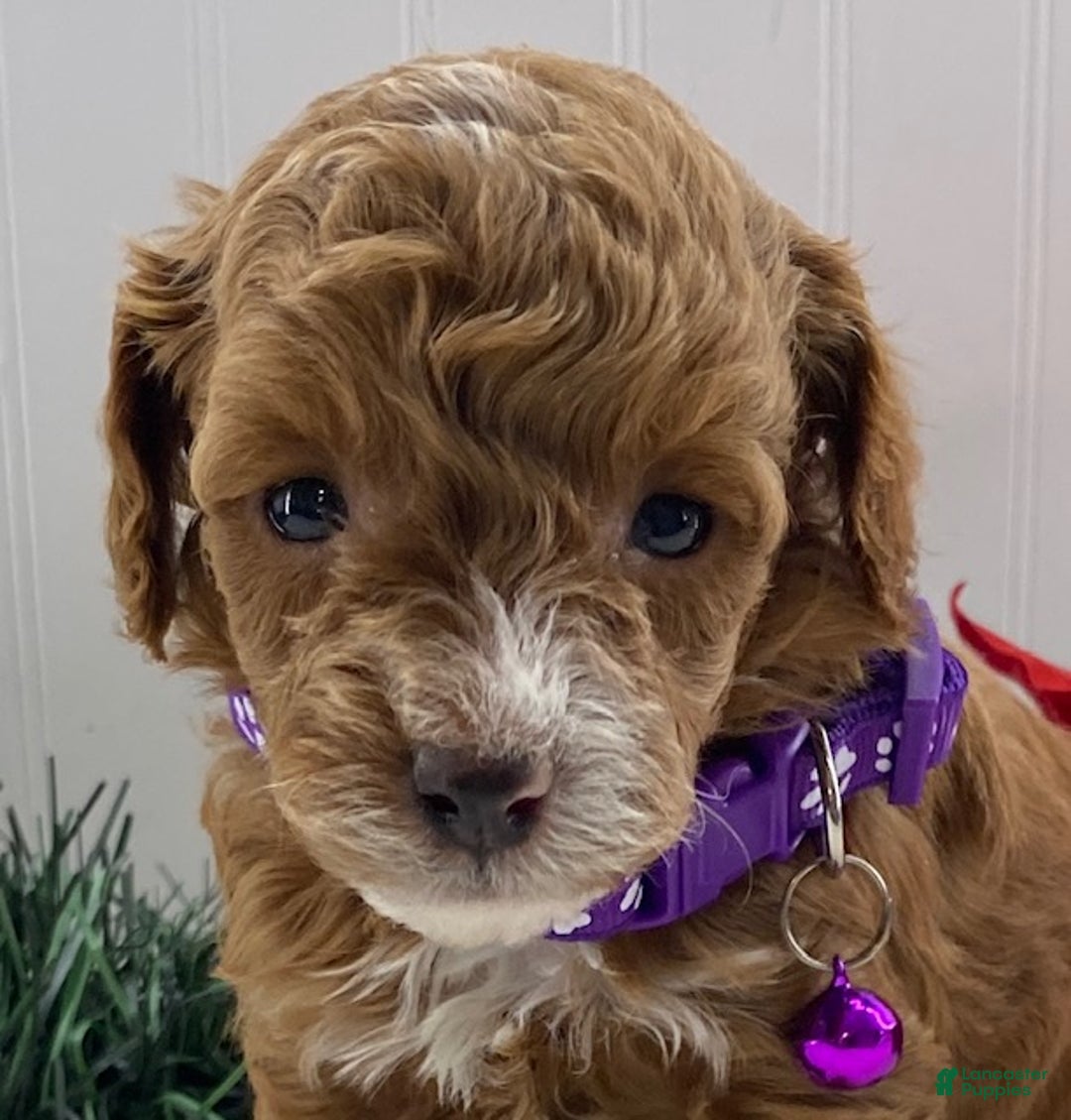 Toy Poodle dogs for sale: Tilly - Ad 2