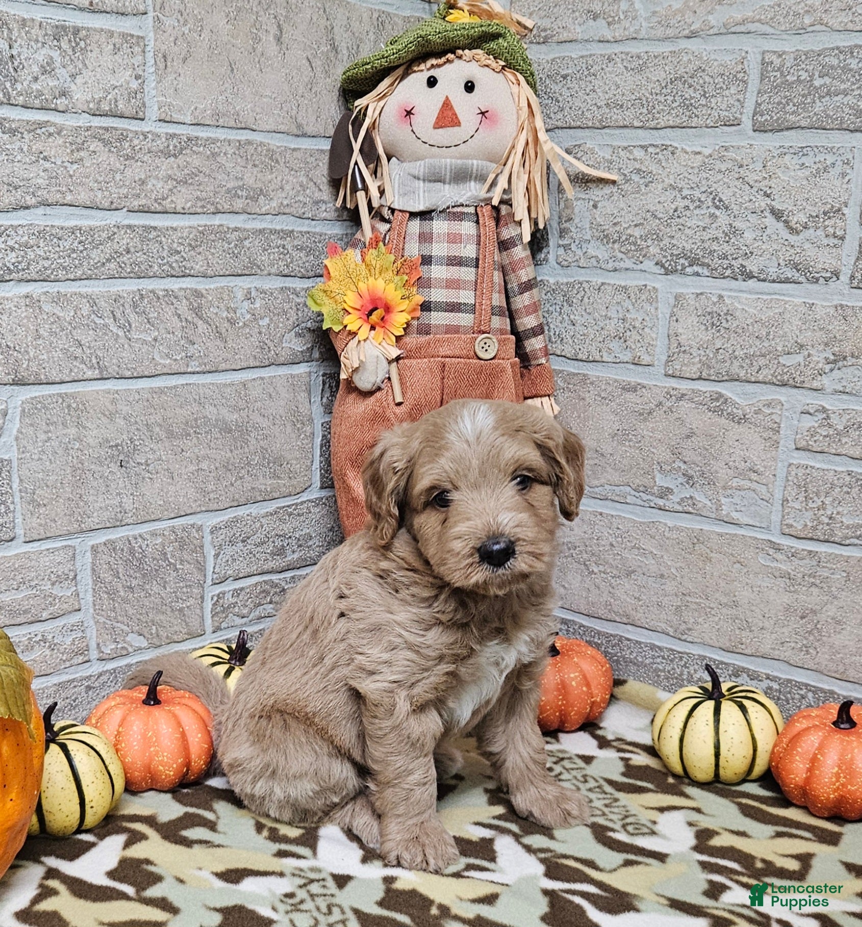 Mini Bernedoodle dogs for sale: F1b Dean - Ad 6