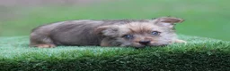 Mixed Breed dogs for sale: Male 3 - Ad 5